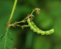 Image result for Aeschynomene mossoensis