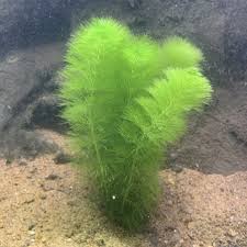 Image result for Limnophila fluviatilis