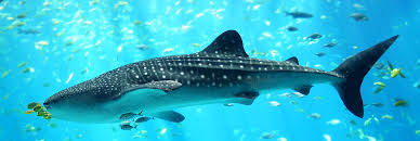 Whale Shark Marine Life In Thailand