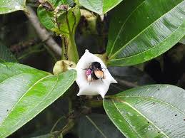 Image result for Melastomataceae