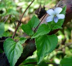 Image result for Viola abyssinica