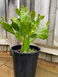 It's also cheaper than buying new plants and it's 2 growing cactus from cuttings. Hi All I Ve Decided To Try Do Some Cuttings On This Beauty For My Friend Who Seems Cacti Curious I M Hoping To Fully Convert Them And Would Love Some Advice On How To