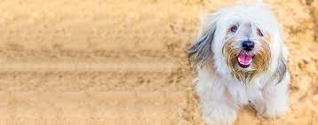 What are your favorite cute puppy names. Dog Girl Names Beginning With K Hno At
