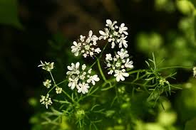 Image result for Coriandrum sativum