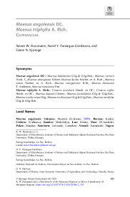 Image result for Maerua triphylla