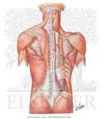 This diagram depicts diagram back muscles. Muscles Of Back Superficial Layers Superficial Muscles Posterior Neck And Back