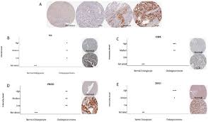 Open access volumetric atlas offering comprehensive anatomical delineations of the rat brain based on structural contrast in isotropic magnetic resonance (39 μm) and diffusion. Ijms Free Full Text Integrative In Silico And In Vitro Transcriptomics Analysis Revealed Gene Expression Changes And Oncogenic Features Of Normal Cholangiocytes After Chronic Alcohol Exposure Html