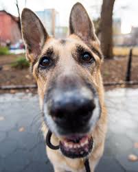 Check spelling or type a new query. German Shepherd Puppies Texas Craigslist The Y Guide