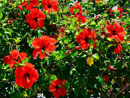 Dedahkan juga mengenai 5 prinsip rukun negara. Hibiscus 11 Facts About Malaysia S National Flower