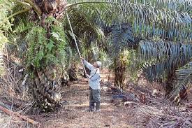 Tiang dibuat dari bambu atau besi siku setinggi 2 m, dan jarak antar tiang 3 m. Selesaikan Isu Kelapa Sawit Dahulu Edisiviral