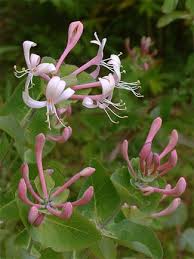 Image result for Lonicera