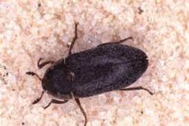 We remain open to help you solve your pest problems and continue to offer all our regular services. Carpet Beetles Plant Pest Diagnostics
