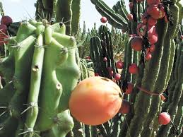 Check spelling or type a new query. Water Peruvian Apple Cactus Thoroughly In Warmer Seasons Cape Gazette