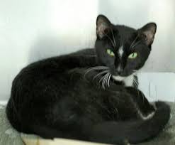 Black And White Tuxedo Cat Urgent This Is Jennifer Id A20215469 A Beautiful Black White Tuxedo Cat Looking For A Forever Home She Is At The Philly A Cute Animals Furry Friend Cats