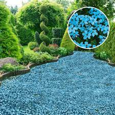 As garten gutscheine für oktober 2020. Bodendecker Blauer Stern Isotoma Fluviatilis Kaufen Ahrens Sieberz Pflanzenversand Gartenbedarf