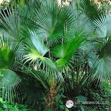 Image result for Livistona chinensis