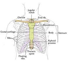 The rib below that is rib 2, and it connects to the t2 thoracic vertebra, and. The Thoracic Spine And Rib Cage Yogabody Anatomy Kinesiology And Asana
