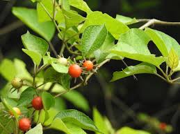 Image result for Lycianthes