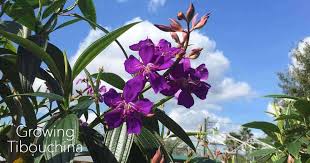 Maybe you would like to learn more about one of these? Tibouchina Tree Care Growing The Purple Glory Tree