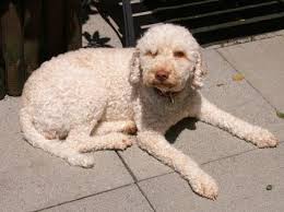 Am liebsten zu menschen, die viel zeit für ihn haben, seine intelligenz und agilität zu schätzen wissen und ihn entsprechend auslasten. Neue Seite 1