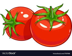 Pair Red Ripe Tomato Vector Image On Vectorstock Fruits Drawing Veggie Art Fruit Illustration