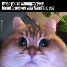 More images for cat looking at camera meme » Unilad Cat Opens Front Facing Camera Facebook