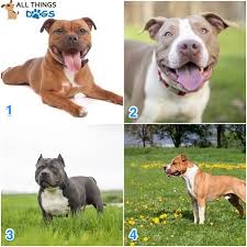 Best food for pitbulls in south africa. Pitbull Breeds Types Of Pitbulls A List Of Every Pitbull All Things Dogs All Things Dogs