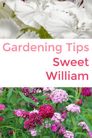 Maybe you would like to learn more about one of these? Growing Sweet William Gardening Channel