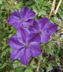 Клематис мать урсула ледоховска / clematis matka urszula ledochowska. Super Night