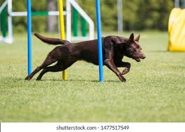 Find & download free graphic resources for australian kelpie. Purebred Active Chocolate Brown Australian Kelpie Stock Photo Edit Now 1477517549