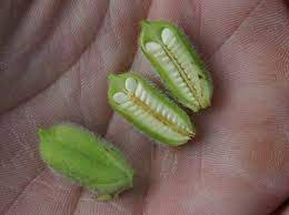 Sesamum indicum) is a flowering plant in the genus sesamum, also called benne. Pin By Julie Cochran On Rabbit Food Seed Growing Seeds Sesame Seeds