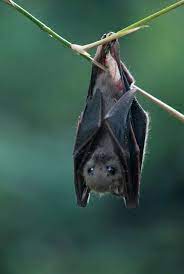 Bat Animals Cute Animals Animals Wild