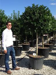 Check spelling or type a new query. Ilex Aquifolium Common Holly Deepdale Trees