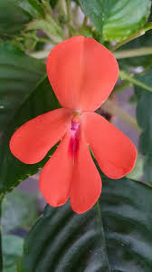 Image result for Indigofera brachynema