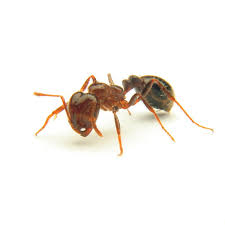 I found putting as hot as you can stand tea bags that have steeped for 20 min or so on each bite helps. Proteins Revealed In Fire Ant Venom