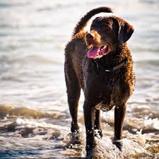 Pets4homes found 48 pomsky dogs and puppies for sale in the uk. Chesapeake Bay Retriever Facts Wisdom Panel Dog Breeds