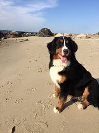 Darlene dantic dstegeme@gmail.com chattahoochee valley bernese mountain dog club (tennessee, north carolina, south carolina, georgia, alabama, arkansas, mississippi, florida, louisiana) visit the club website visit the club's social media contact. Mount Gilead Oh Bernese Mountain Dog Meet Jasper A Pet For Adoption