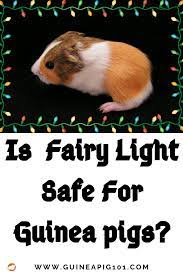 Pin On Pet Health