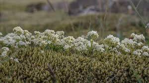 Image result for Galium