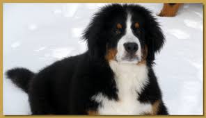 They make great family dogs and are best suited for homeowners berner breeders. Vert Monts Bernese Mountain Dogs Bernese Mountain Dog Breeder Vermont Usa
