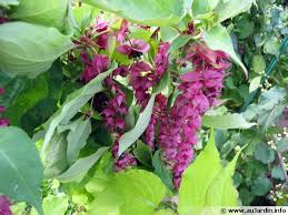Pourtant le bouleau offre au jardin un effet graphique unique, et ce grâce à la couleur de son écorce. Encyclopedie Des Plantes