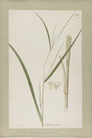 Image result for Rottboellia cochinchinensis