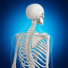The neck begins at the base of the skull and connects to the thoracic spine (the upper back). Illustration Of Back Bones In Human Skeleton On Blue Background Vertebrae Science Stock Photo 243609738