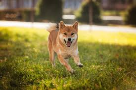 Shiba inu is a decentralized form of digital asset/cryptocurrency. Best Quality Shetland Sheepdog Puppies For Sale In Singapore 2021
