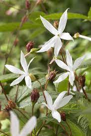 They flower for several months and look great as part of a hot border. Gillenia