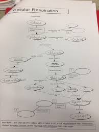 Solved Cellular Respiration Chart I Have To Use The Word