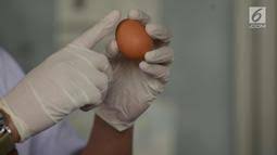 Anda boleh juga gunakan papan telur untuk tumbuhkan daun bawang. Berita Telur Palsu Hari Ini Kabar Terbaru Terkini Liputan6 Com