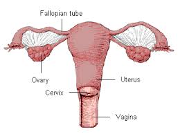 Hysterectomy Southern Cross Nz