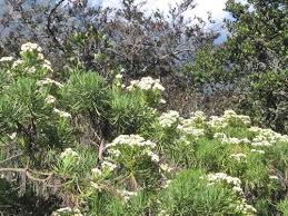 Para pendaki bisa melihat keberadaan bunga yang kerap dijuluki bunga abadi ini di beberapa gunung indonesia, seperto lawu, semeru, sindoro, papandayan, gede pangrango, dan merbabu. Edelweiss Jawa Tanaman Bunga Pegunungan Yang Terancam Punah Info Alam Liar