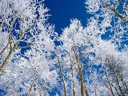 Maybe you would like to learn more about one of these? Winter Wallpaper Winter Trees Winter Trees Tree Winter Wallpaper Winter Landscape